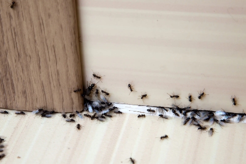 Pest control Sutton ants
